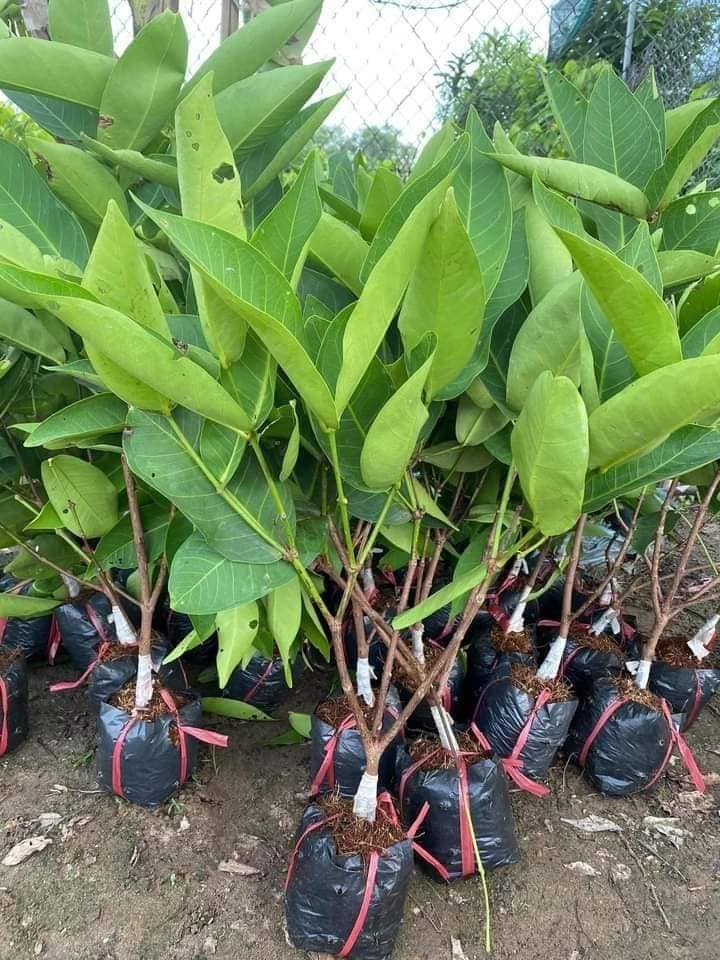 Cây giống Mận Trắng Sữa
