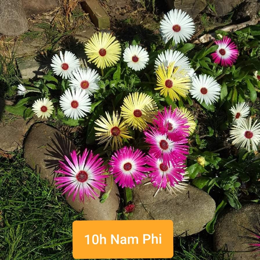 Set 10 gói Hạt giống hoa mười giờ nam phi