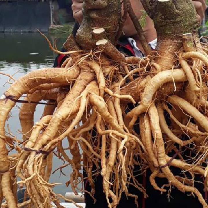 Rể đinh lăng tươi (rể 3-3.5kg) - Đing lăng nếp