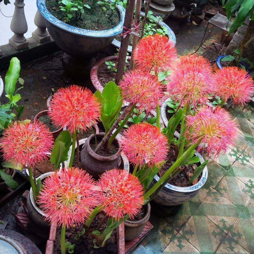 Củ hoa hồng tú cầu loại nhỏ