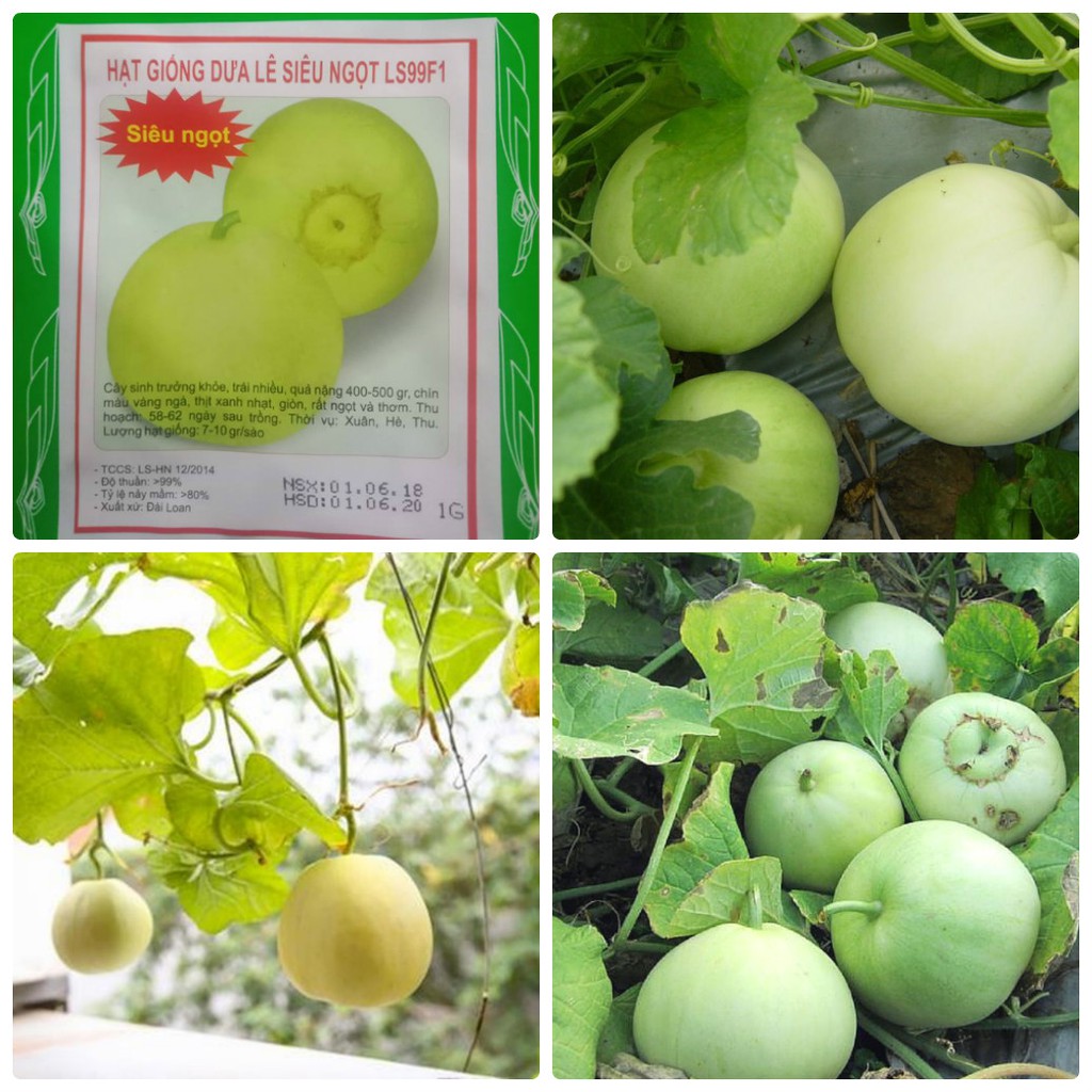 " Gói 20 "Hạt giống Dưa lê siêu ngọt [Seeds]