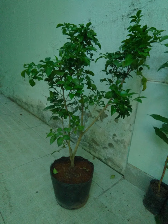 Cây Nguyệt quế