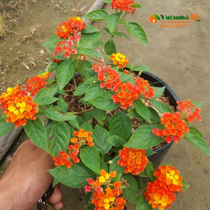 Cây Hoa Trâm Ổi - Cây cảnh sân vườn
