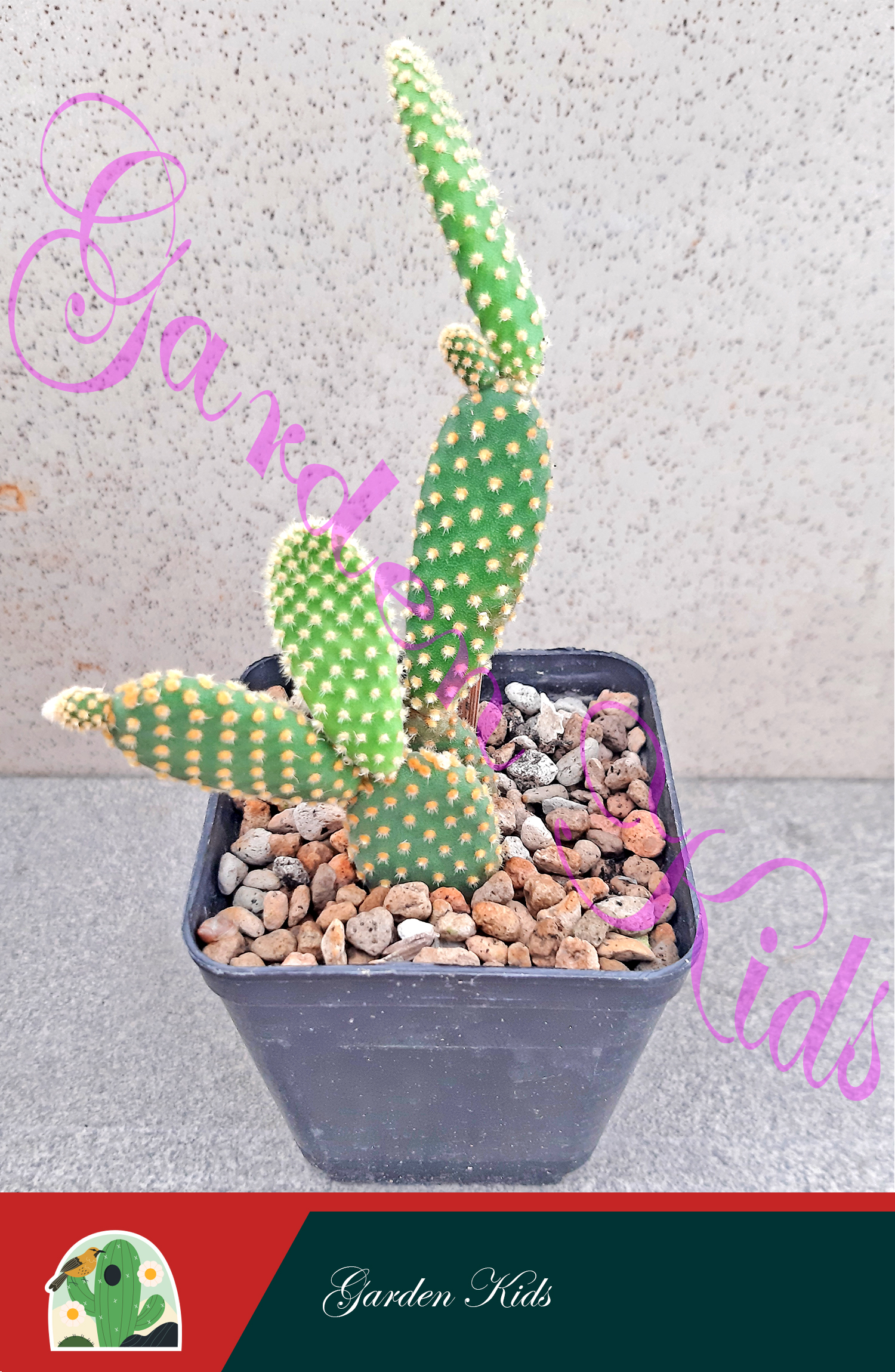 Xương rồng tai thỏ (Opuntia Rufida)