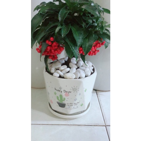 Chậu Cây Kim Ngân Lượng Để Bàn