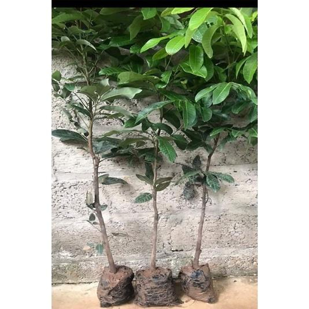 Cây giống nhãn không hạt Thái Lan (12 tháng cho trái)