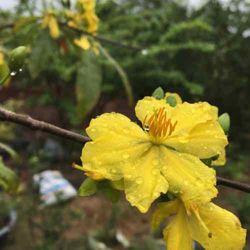 Conbo 3 Cây giống mai vàng Yên Tử