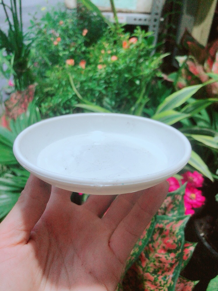 Đĩa lót chậu
