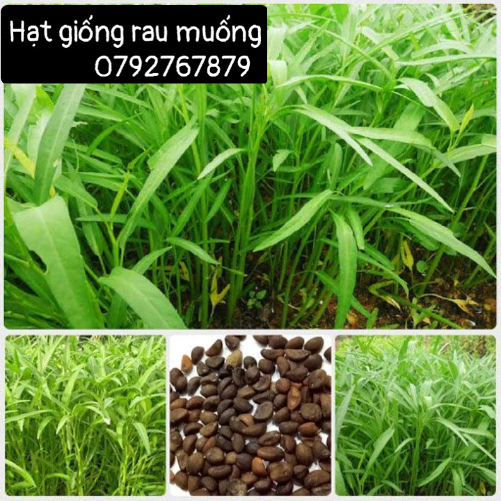 Gói 100 gram , hạt giống Rau Muống Lá Tre