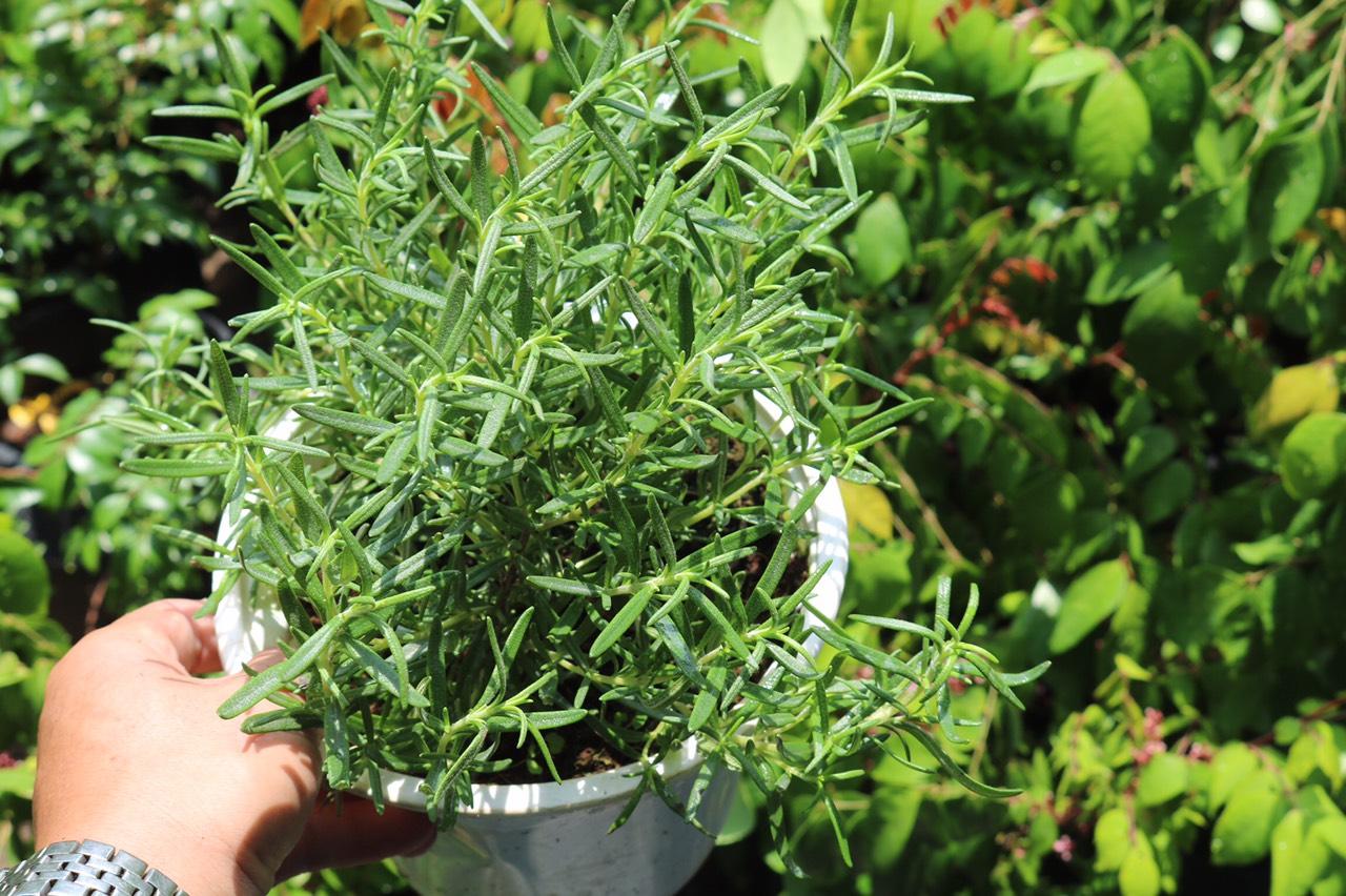 Chậu cây Hương Thảo