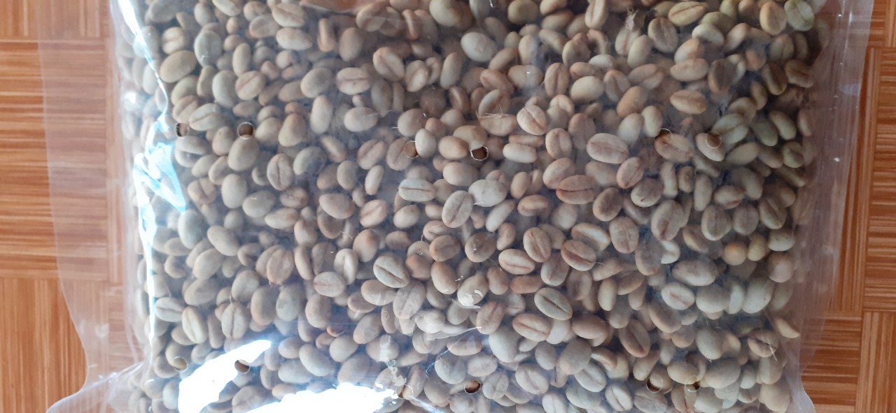 1KG Hạt giống cà phê TR4