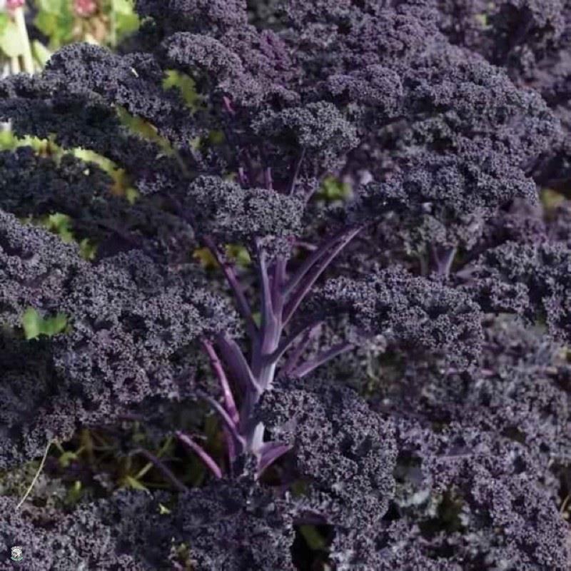 Hạt giống cải xoăn kale tím f1 kale scarlet 1gram/gói loại rau có nhiều công dụng tuyệt vời