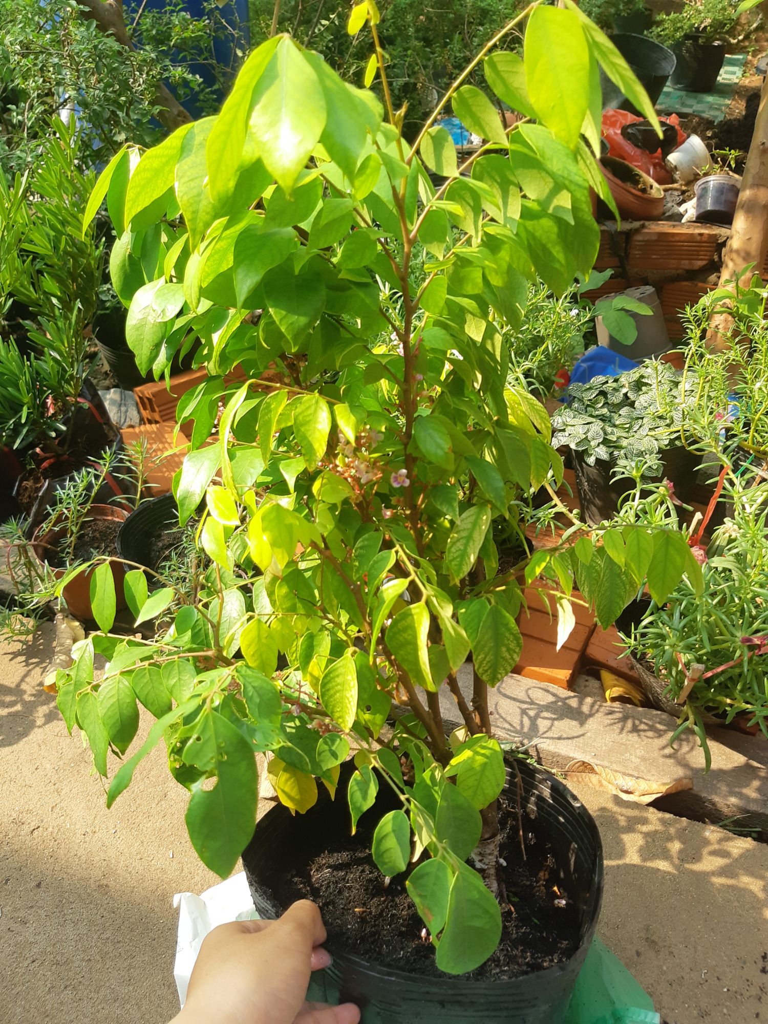 cây khế ăn trái