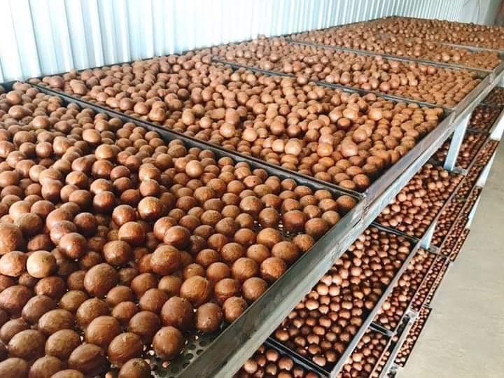 500G HẠT MẮC CA ĐĂK LĂK SẤY