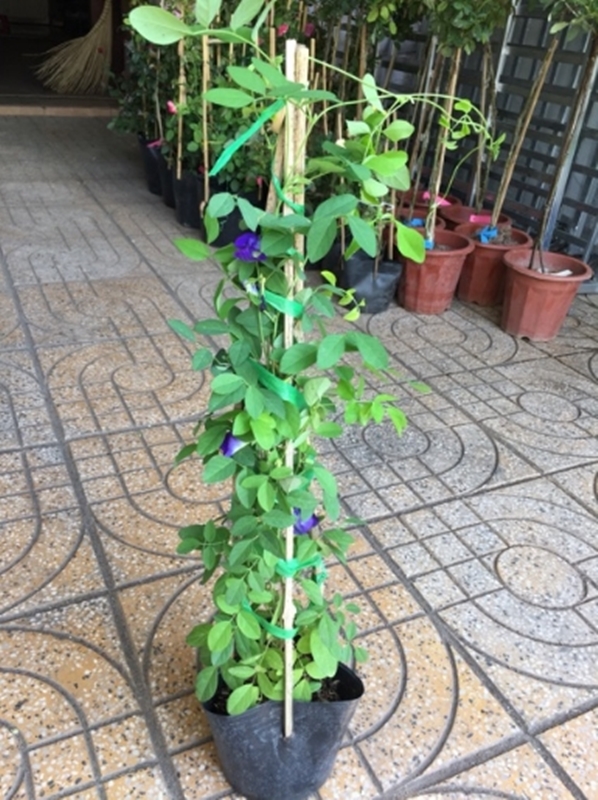 Hạt giống hoa Đậu biếc