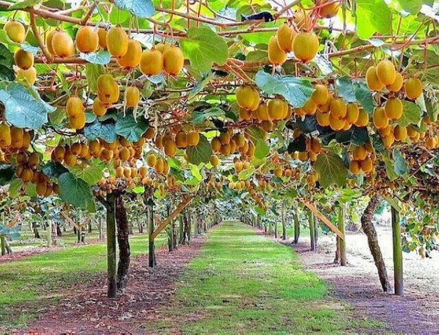 Cây giống Kiwi lùn