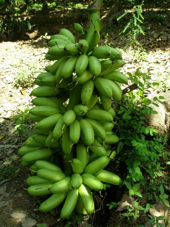 Cây chuối cau giống mẵn, giống lùn, mau trái- Hoa kiểng Nguyễn Lộc
