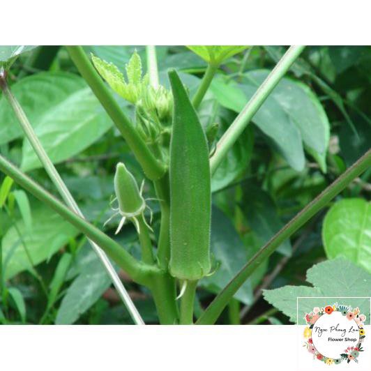 Hạt Giống Đậu Bắp Cà Bắp Lai Ấn Độ - Gói 20 Gram