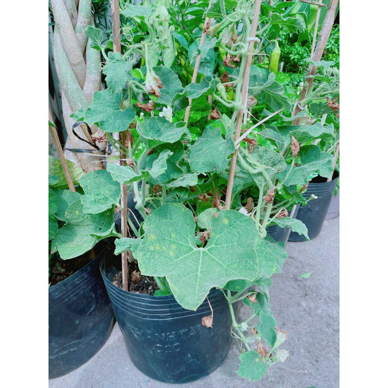 Bụi Bầu Hồ Lô