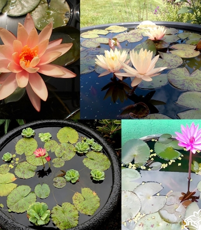 10 HẠT GIỐNG HOA SÚNG THÁI NHIỀU MÀU