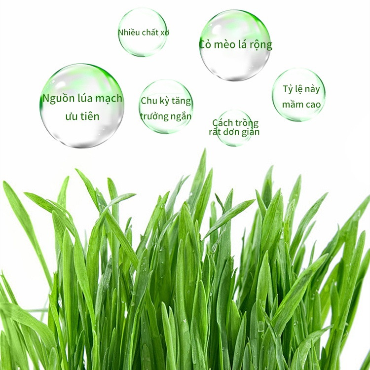 Combo trồng cỏ mèo - cỏ lúa mạch cho mèo (Hạt Giống Cỏ Mèo + Hộp Trồng)