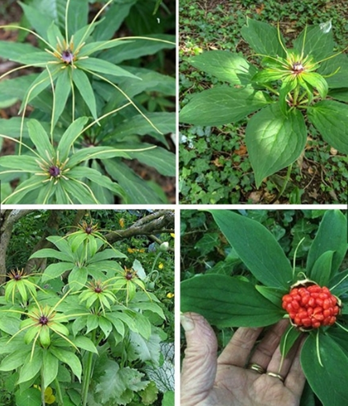 Hạt giống hoa Thất diệp nhất chi hoa