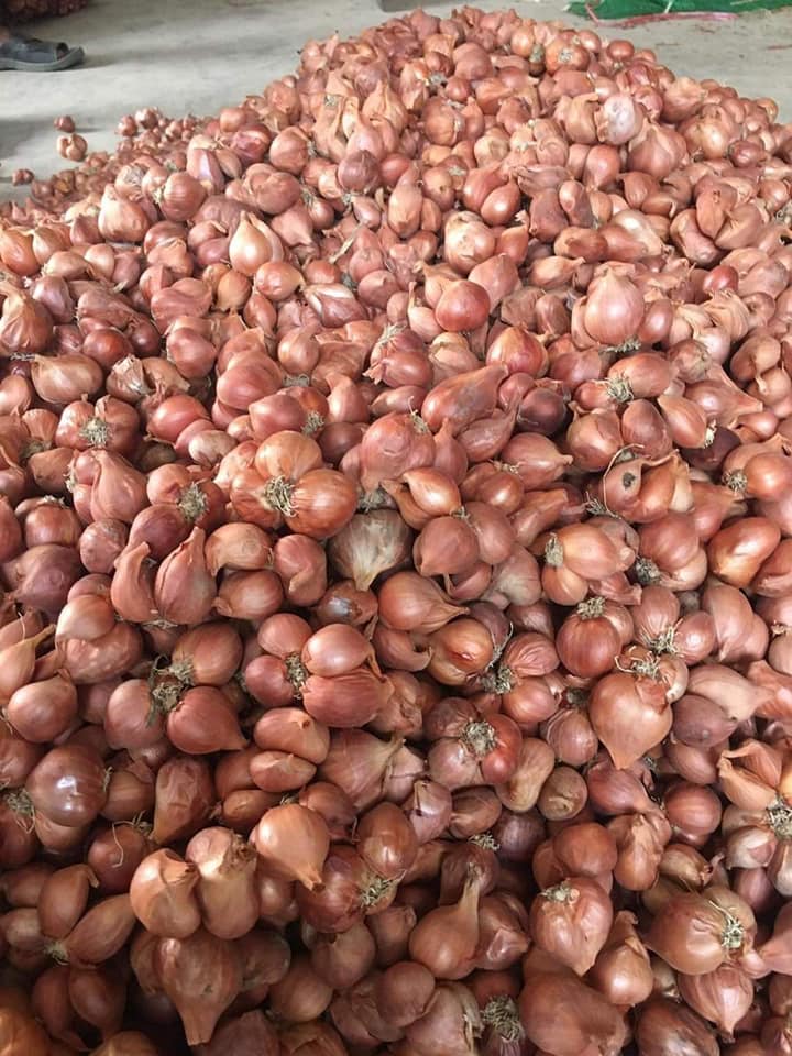 COMBO 3KG Hành Củ Kinh Môn Hải Dương