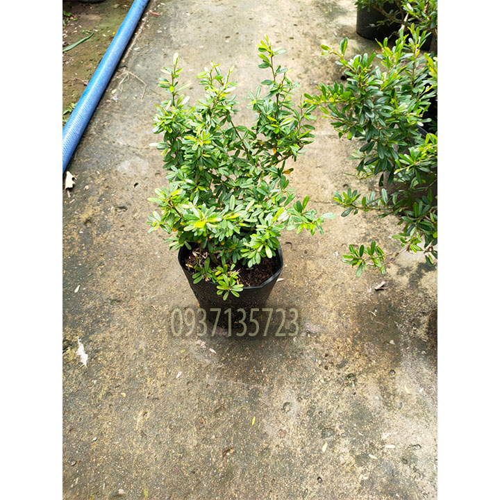 [HCM]CÂY LINH SAM 86 CAO TỪ 10-15 CM