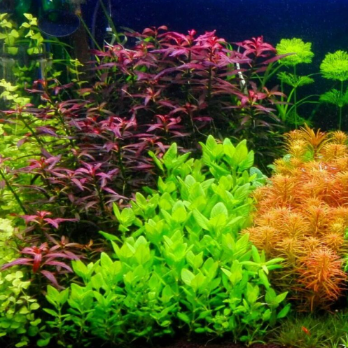 Cây thủy sinh, cây cắt cắm không cần CO2 ( LÁ CẠN )