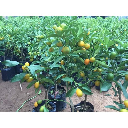 cây giống quất ngọt