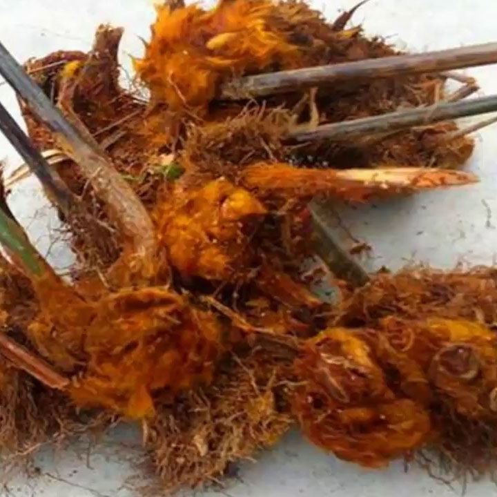 Cẩu tích khô 1kg (lông cu ly)