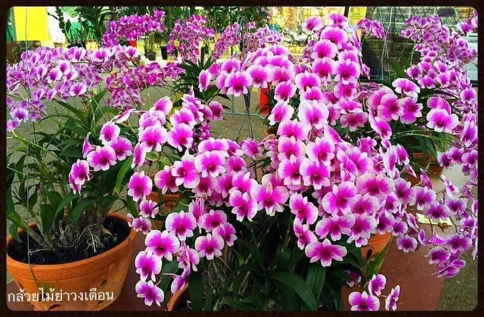 4 cây lan yaya mini
