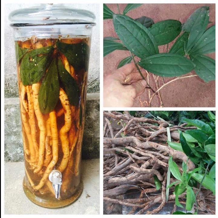 sâm xuyên đá