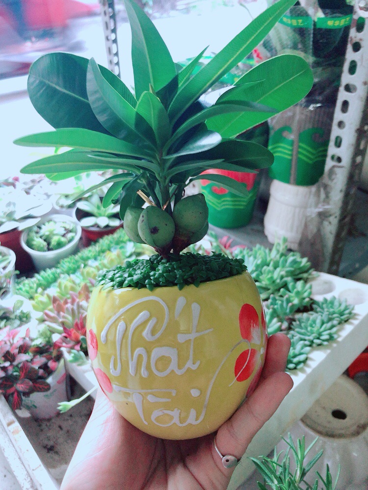Chậu Cây May Mắn Phát Tài