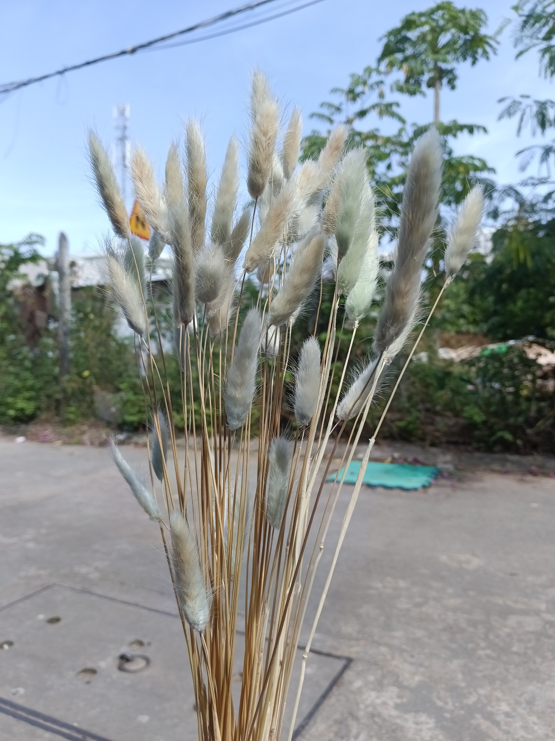 ( 5 bông ) hoa đuôi thỏ - hoa khô thủ đức