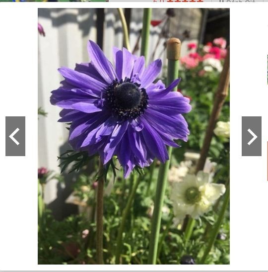 Củ Hoa Anemone hoa màu Xanh-Thu mẫu đơn - 1 củ