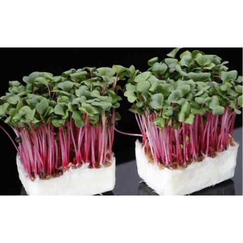 Hạt Giống Mầm củ cải đỏ 100g, Rau mầm