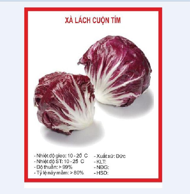 Combo 3 gói hạt giống rau xà lách cuộn tím