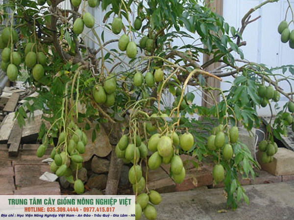 Cây giống cóc thái siêu sớm 6 tháng ra quả