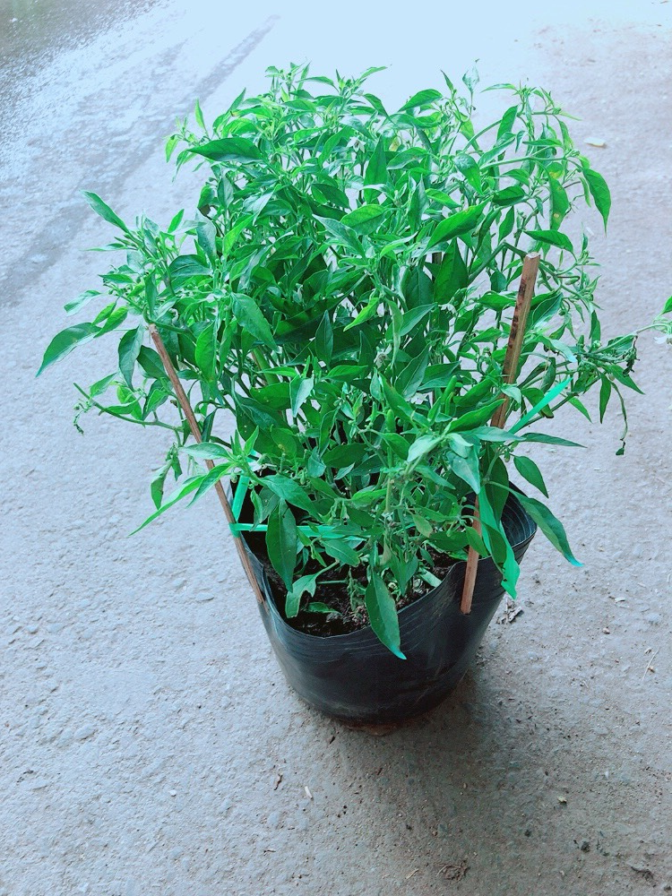 [HCM]Cây Ớt Hiểm
