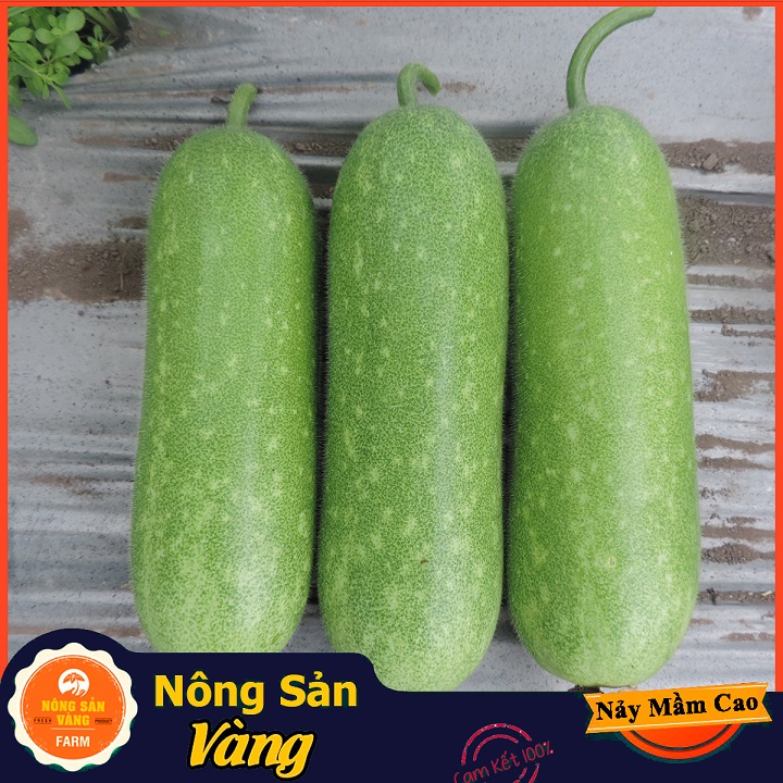 Hạt giống Bí Đao Chanh F1, Năng suất cao  Gói 15 Hạt) - Nông Sản Vàng