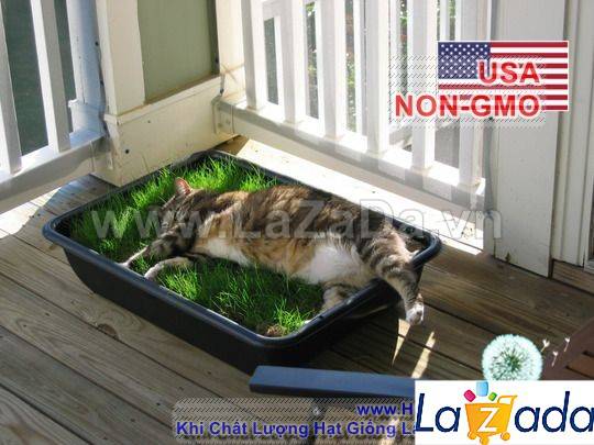 1KG Hạt Giống Cỏ Lúa Mì Đỏ Cỏ Mèo Wheatgrass (A2.205*V34*M054)