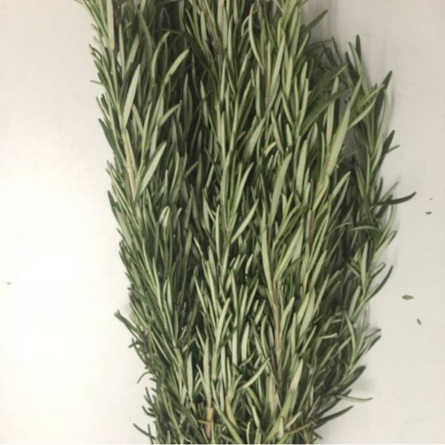 CÂY GIA VỊ HƯƠNG THẢO (ROSEMARY) BỤI LỚN