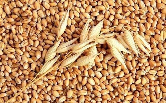 2KG HẠT LÚA MÌ VÀNG HẠT TO ĐẸP NẢY MẦM TỐT