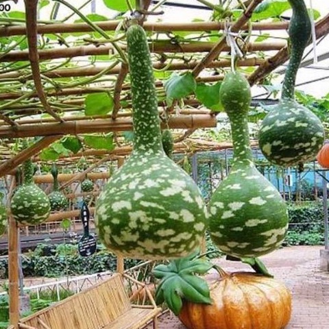 Hạt Giống Bầu Thiên Nga - 5 hạt/gói