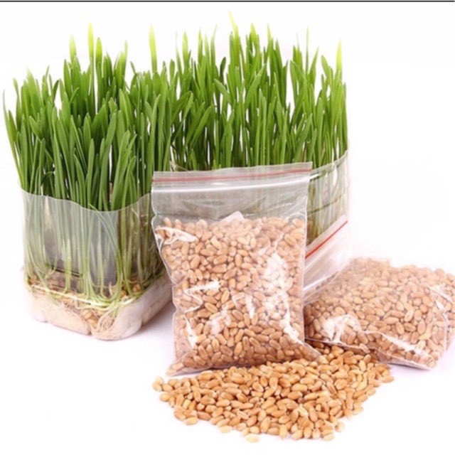 Hạt giống cỏ mèo tươi, Hạt giống cỏ lúa mạch cho mèo