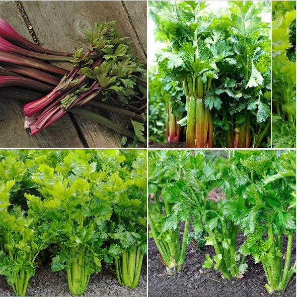 Combo 2 gói hạt giống rau cần cây ( 1 gói đỏ + 1 gói xanh )