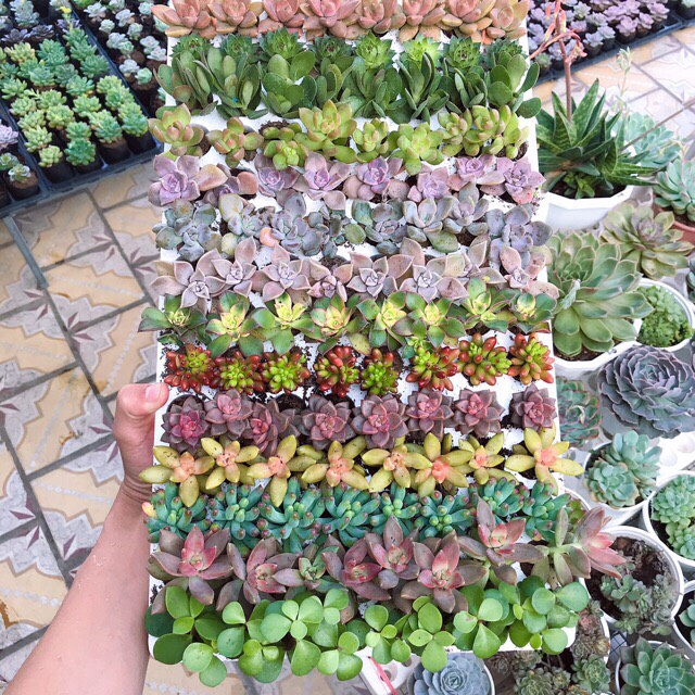 [ mua 10 tặng 1 ] Combo 10 cây sen đá vỉ size nhỏ
