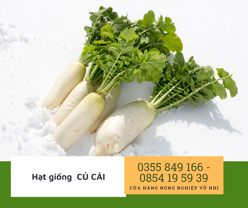 Hạt giống củ cải trắng