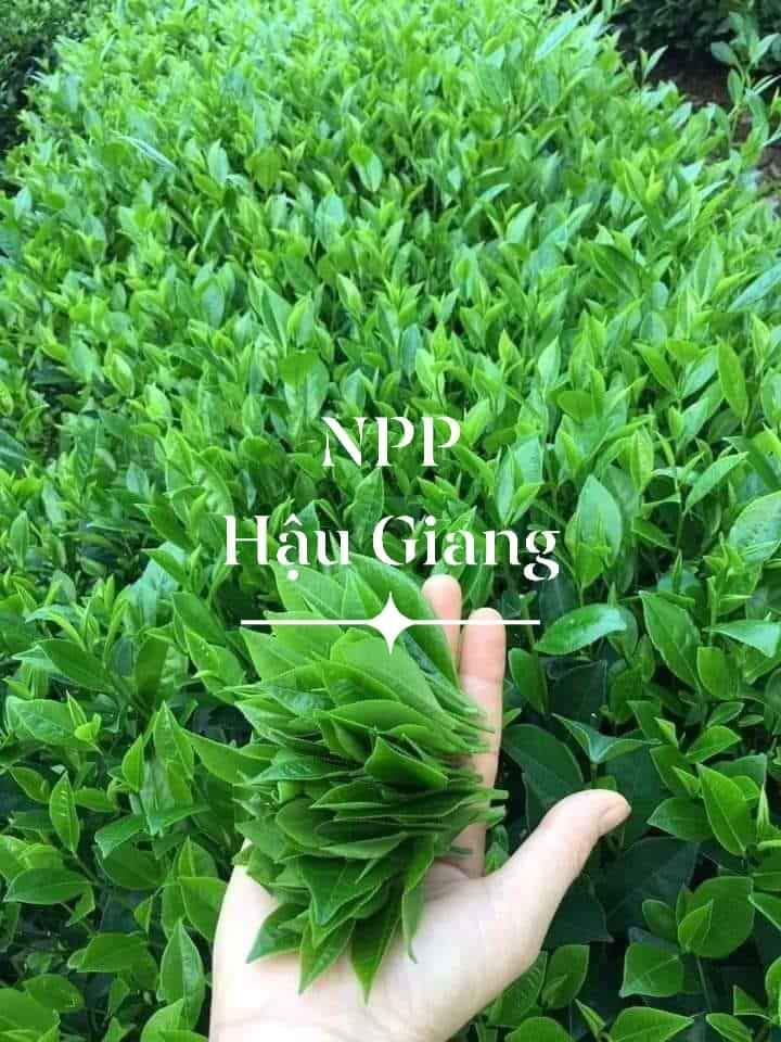 [TRÀ BẮC] 200G Trà Nõn Tôm Tân Cương Thái Nguyên